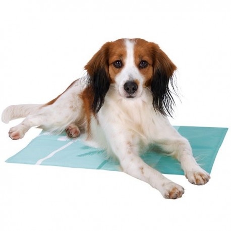 PATTES A STRASS - tapis rafraichissant 01 - vue chien
